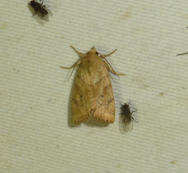 Cosmia trapezina - közönséges lombbagoly