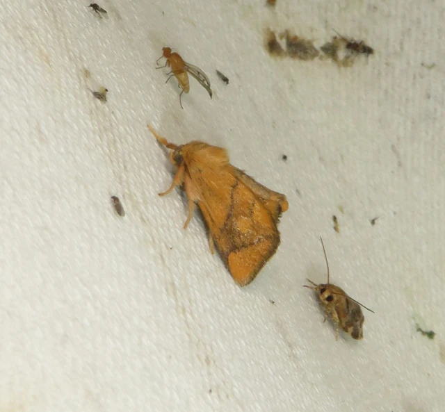 Apoda limacodes - kagylólepke