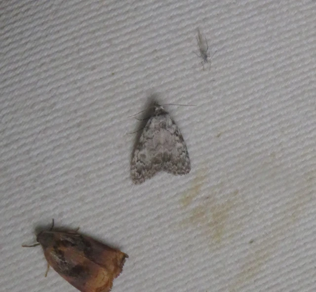 hamvas pamacsosszövő - Meganola strigula