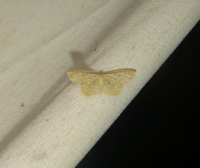 napvirág-apróaraszoló - Idaea dilutaria