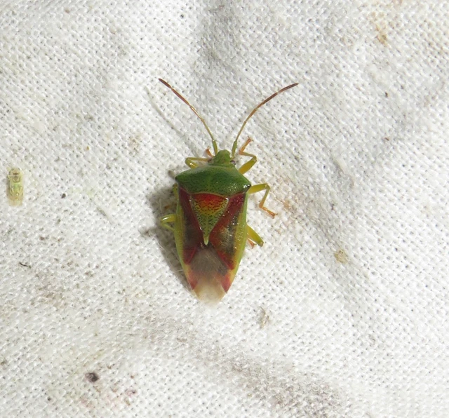 Acanthosomatidae - dajkapoloskák Acanthosomatidae - dajkapoloskák