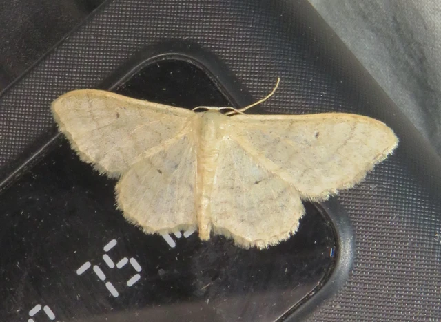 egyszínű sávosaraszoló - Idaea deversaria