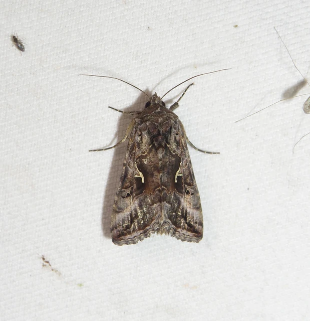 Autographa gamma - gammalepke