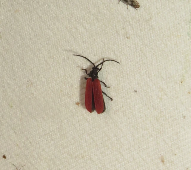 skarlátvörös hajnalbogár - Pyropterus nigroruber