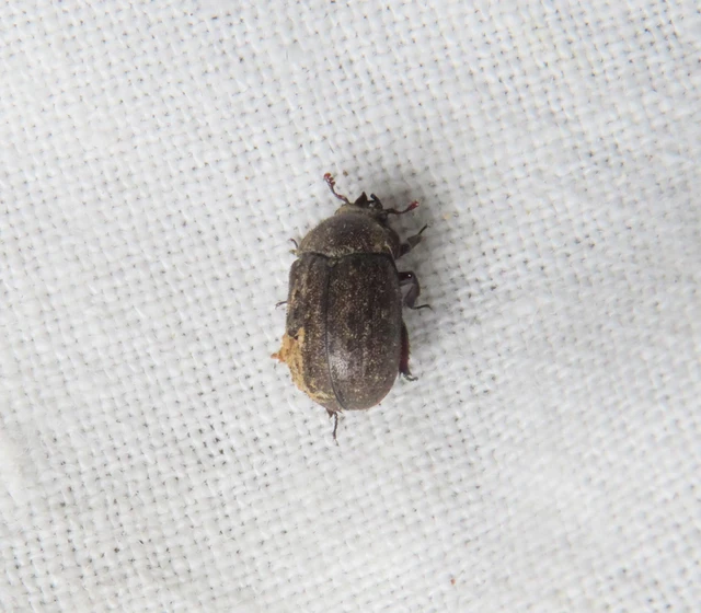 Aesalus scarabaeoides - szőrös szarvasbogár