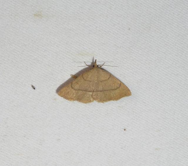Paracolax tristalis - sárgás karcsúbagoly