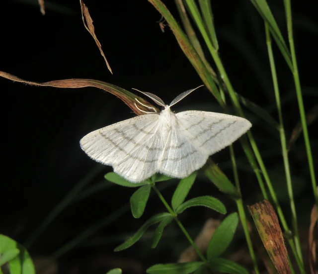 fehér égeraraszoló - Cabera pusaria