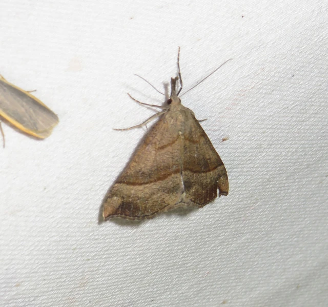 Hypena proboscidalis - ormányos karcsúbagoly
