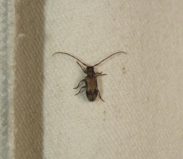 tölgyfa-rőzsecincér - Exocentrus adspersus