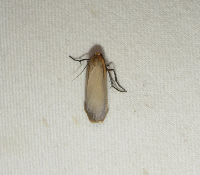 lapos zuzmószövő - Eilema depressa