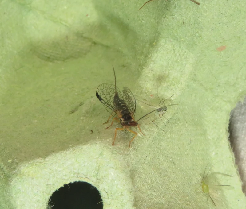 Parainocellia