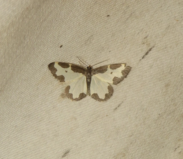Lomaspilis marginata - szegélyes nyárfaaraszoló
