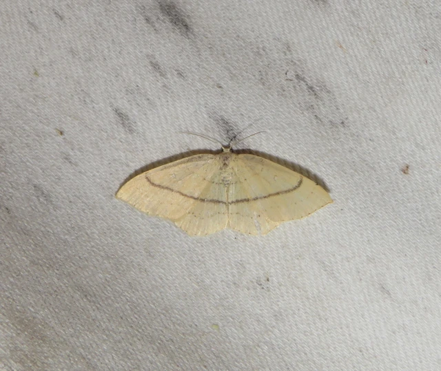 vonalas pettyesaraszoló - Cyclophora linearia