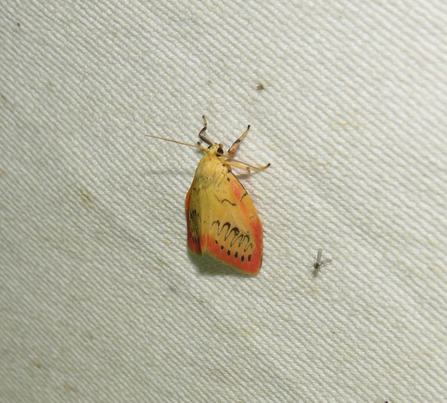 piros medvelepke - Miltochrista miniata