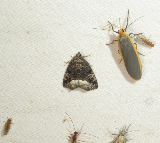 Protodeltote pygarga - fehérsávos apróbagoly