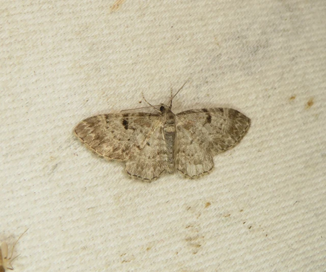 Eupithecia abietaria - nagyfoltú törpearaszoló