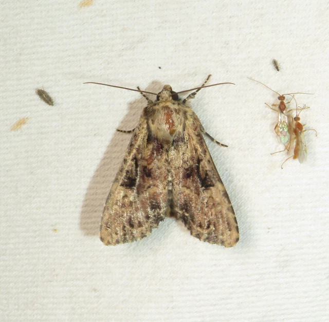 vörösbarna dudvabagoly - Apamea epomidion