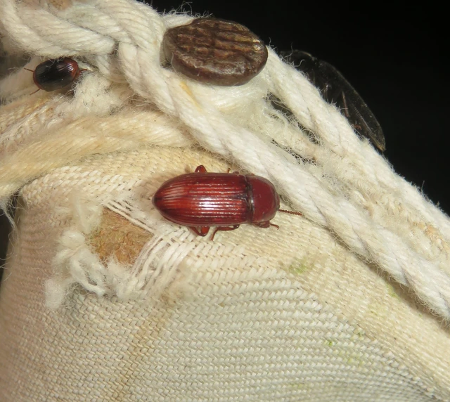 nagy rágványbogár - Uloma culinaris