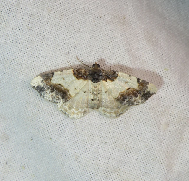 Ligdia adustata - barna levélaraszoló