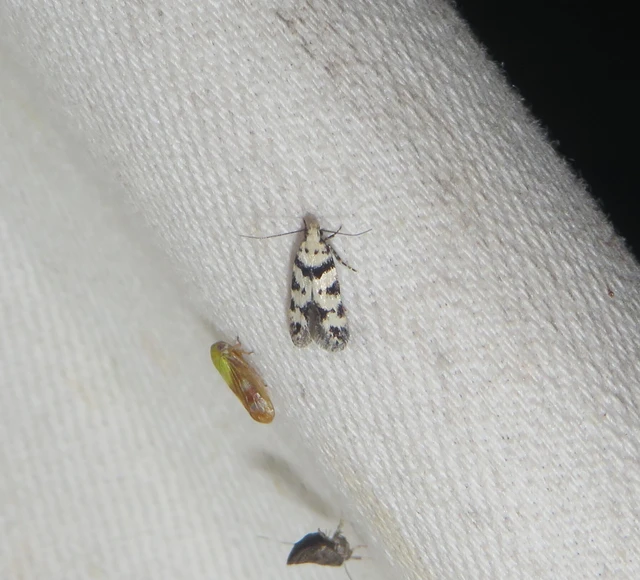Pseudotelphusa scalella - moharágó sarlósmoly