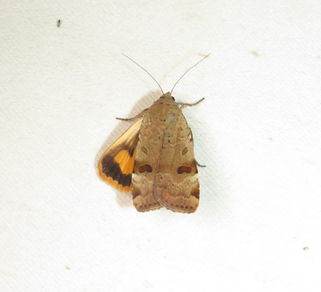 köztes sárgafűbagoly - Noctua interposita