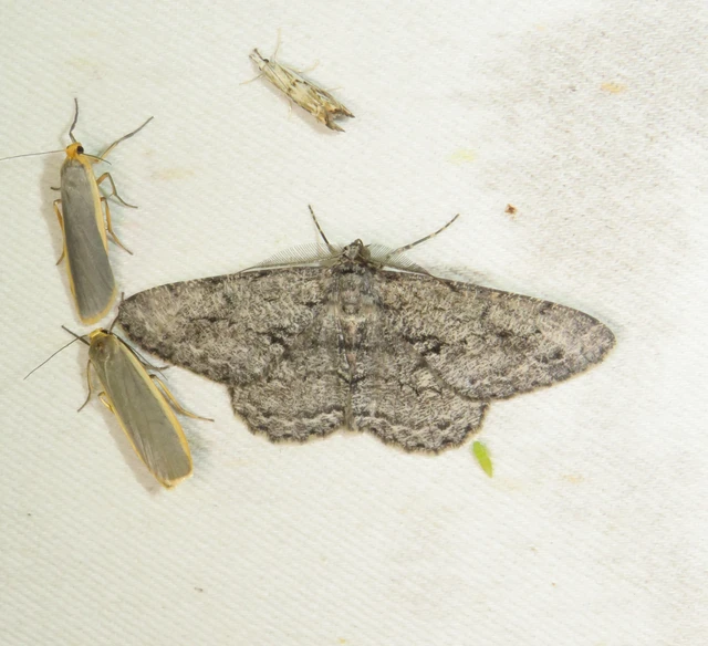 nagy tölgyfaaraszoló - Hypomecis roboraria