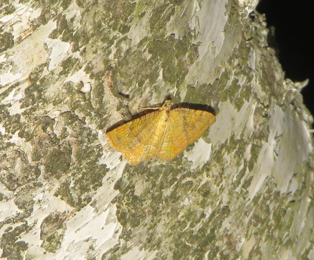 Camptogramma bilineata - kétvonalas sávosaraszoló