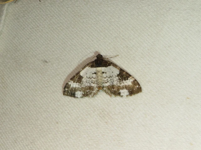 Melanthia procellata - hullámos tarkaaraszoló