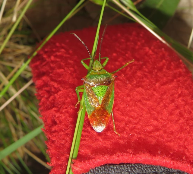 nagy dajkapoloska - Acanthosoma haemorrhoidale