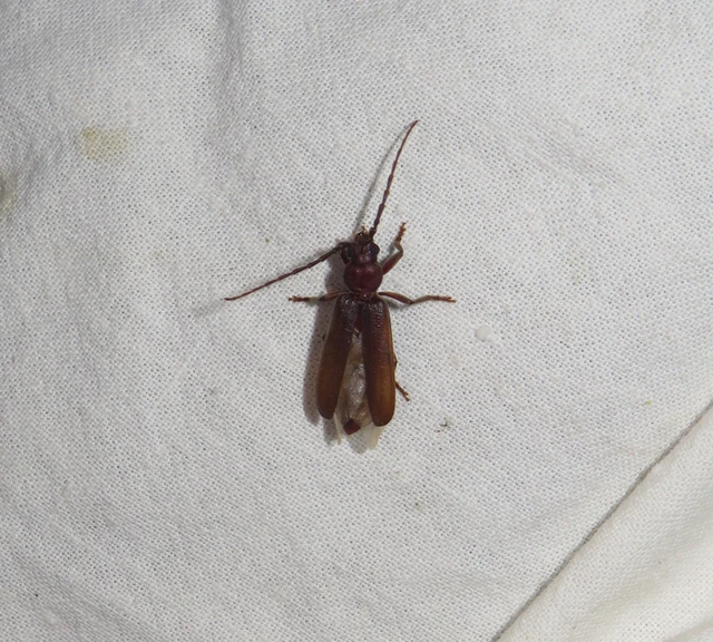 gödrösnyakú cincér - Arhopalus rusticus