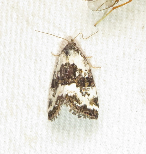 tölgyes apróbagoly - Deltote deceptoria