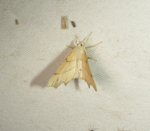 Ennomos erosaria - hársfa-levélaraszoló
