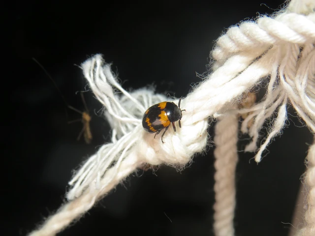 poszogó taplóbogár - Diaperis boleti