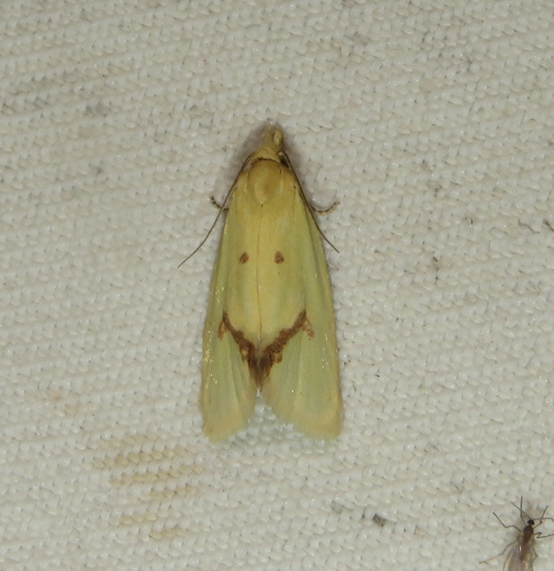 Agapeta hamana - közönséges sárgamoly
