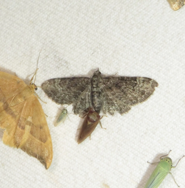 Pasiphila rectangulata - almavirág-araszoló