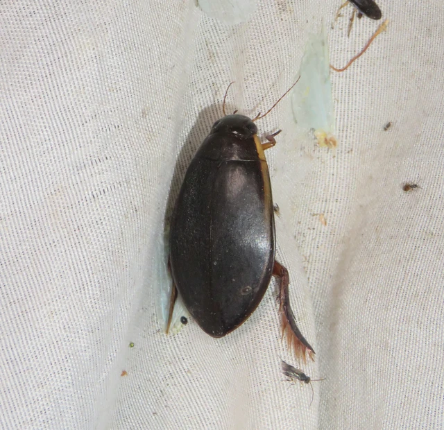 nagy búvárbogár - Cybister lateralimarginalis