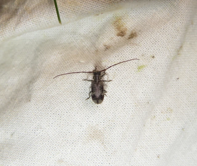 Exocentrus adspersus - tölgyfa-rőzsecincér