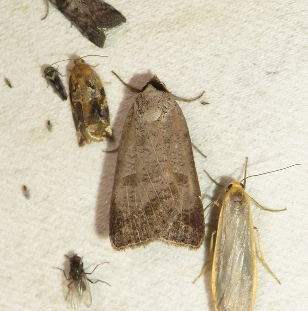 hegyi csüdfűbagoly - Lygephila viciae