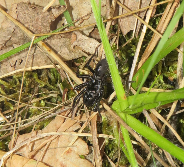 Atypus