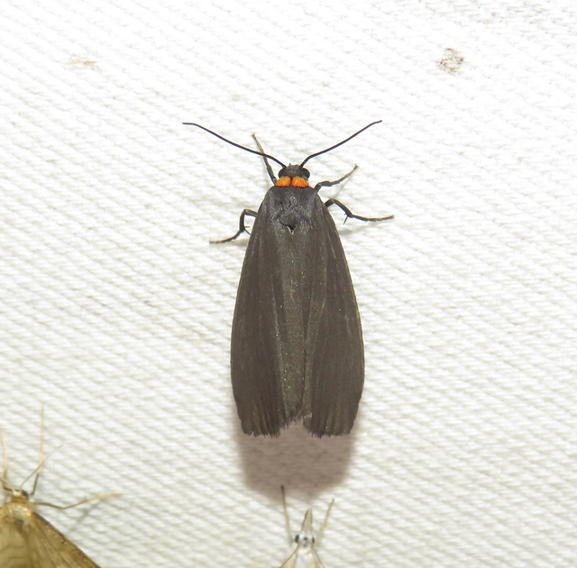 vörösnyakú zuzmószövő - Atolmis rubricollis