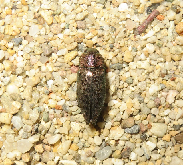 bükkfa-díszbogár - Dicerca berolinensis