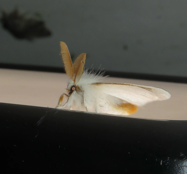 aranyfarú szövő - Euproctis chrysorrhoea