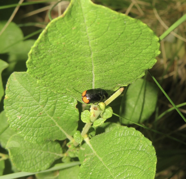 Cryptocephalus biguttatus