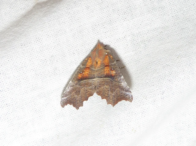 vörös csipkésbagoly - Scoliopteryx libatrix