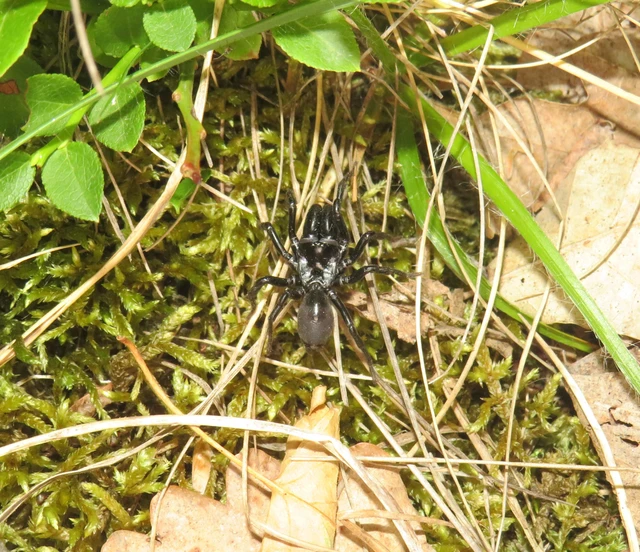 Atypus