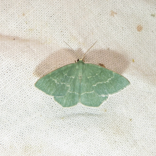 sárgászöld araszoló - Chlorissa cloraria