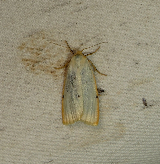 csontszínű molyszövő - Cybosia mesomella