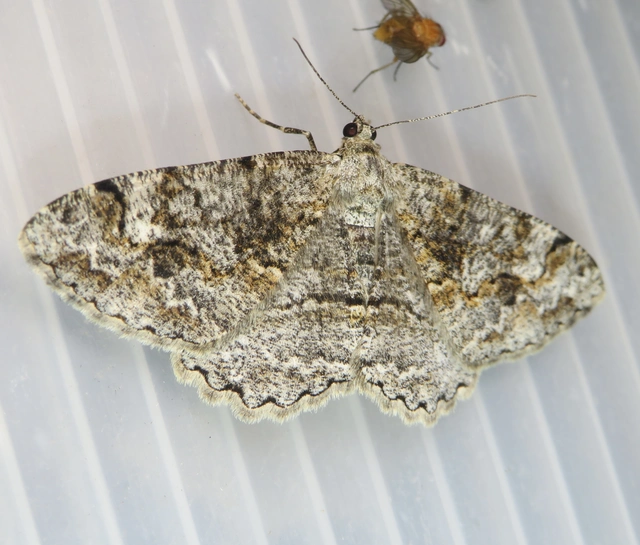 Alcis repandata - foltos faaraszoló