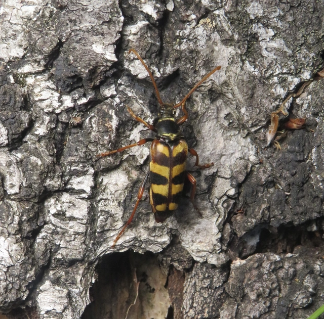 sárgaszőrű szalagoscincér - Leptura aurulenta