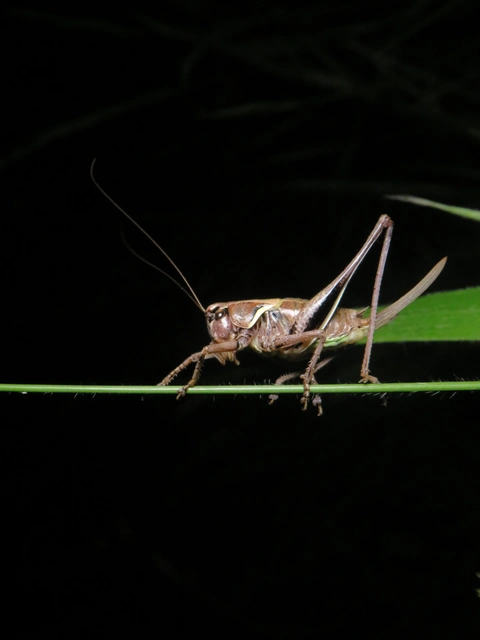 Pholidoptera transsylvanica - erdélyi avarszöcske